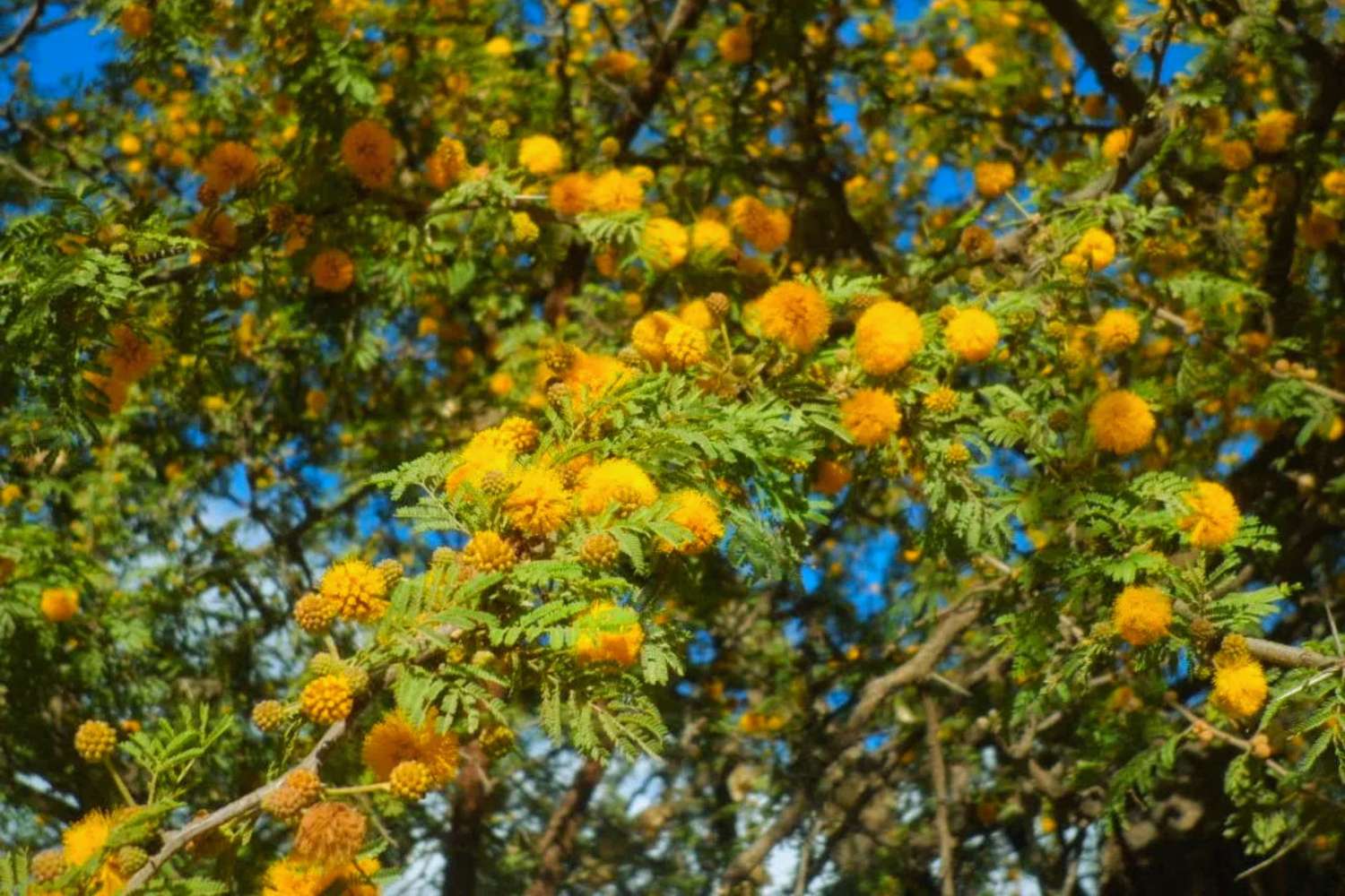 Se conmemora este domingo el Día del Árbol Entrerriano