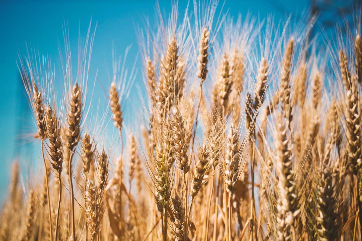 Reporte de la Bolsa de Cereales de Entre Ríos proyecta caída en el área cultivada y producción de trigo