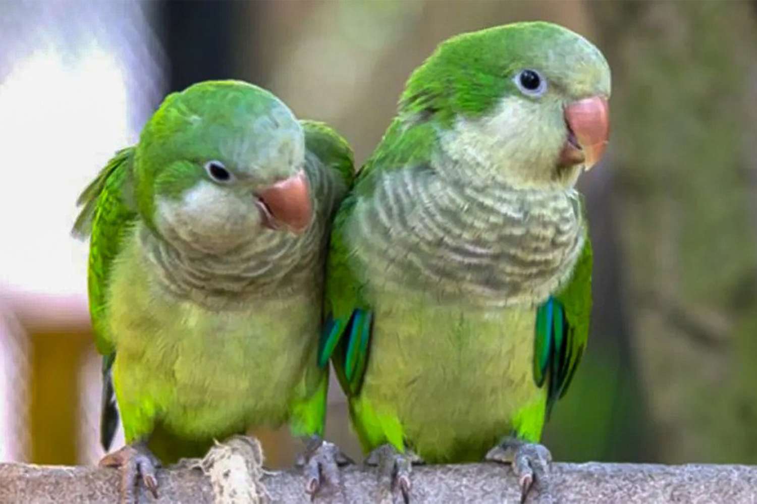 Psitacosis: una enfermedad que es transmitida por aves y se puede prevenir