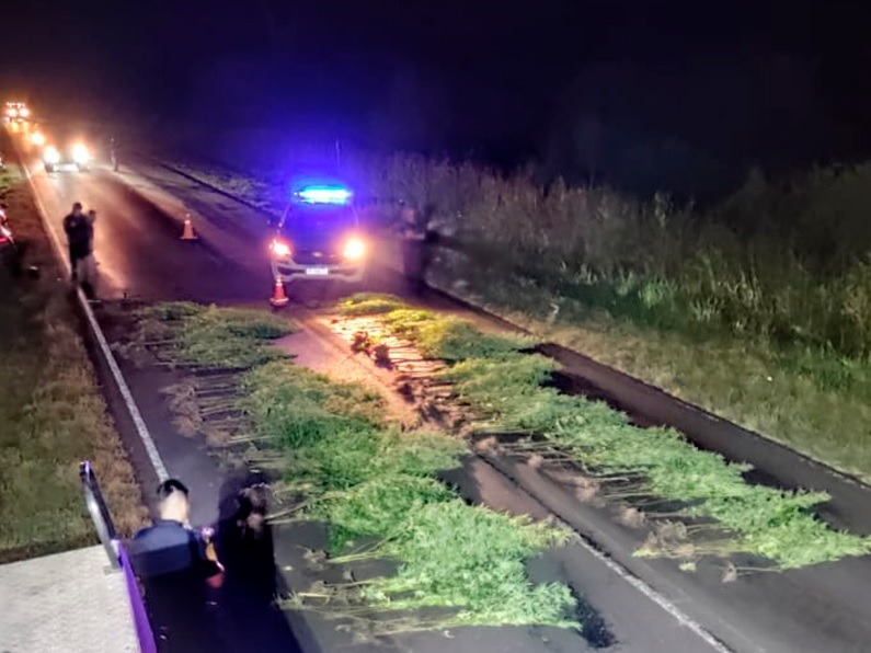 Desarticulan plantación ilegal de cannabis en la Ruta 39 tras un operativo policial