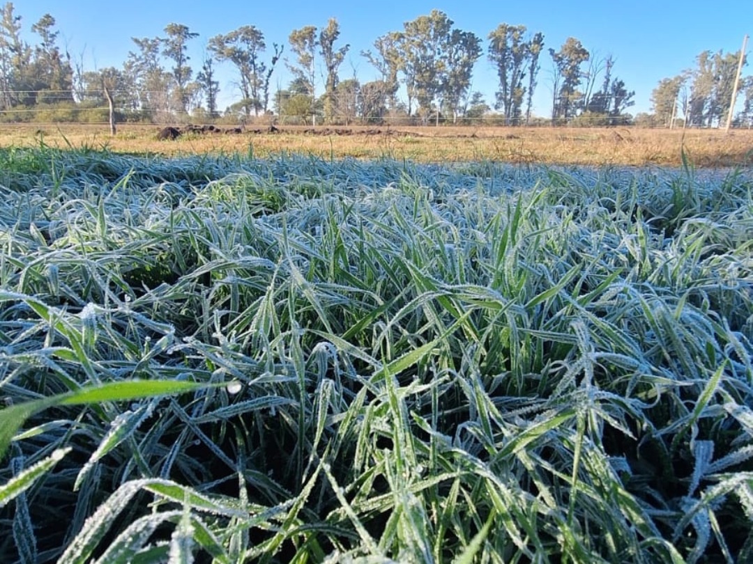 Lunes congelante en Entre Ríos: temperaturas bajo cero y sensación térmica extrema