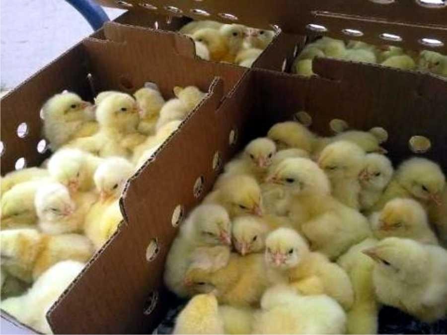 Sin DTe ni habilitación: secuestran cargamento de pollitos vivos