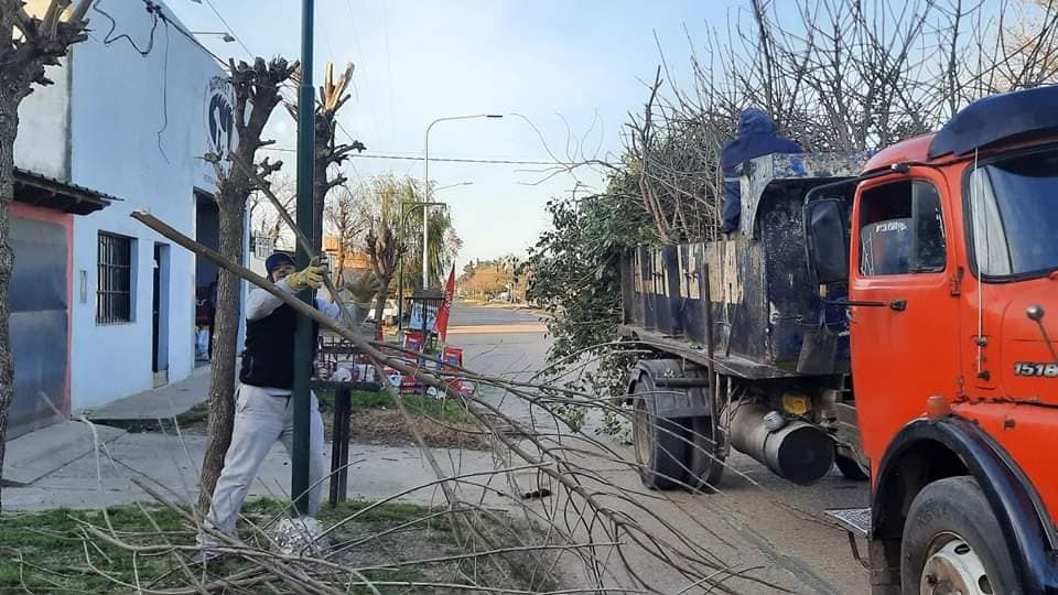 “Poda irracional” y aclaración del municipio