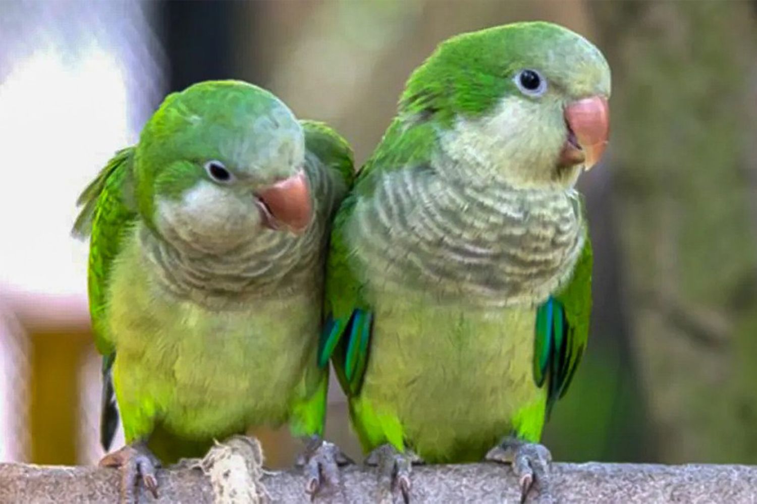 Psitacosis: una enfermedad que es transmitida por aves y se puede prevenir