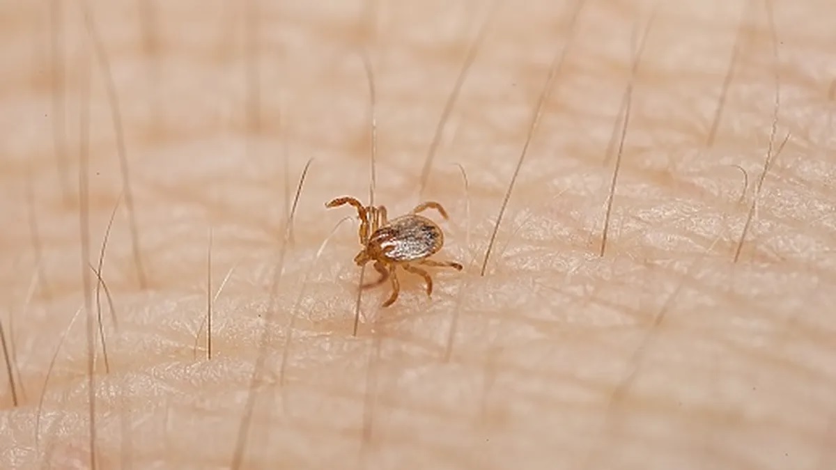 Detectan en Entre Ríos una garrapata con potencial riesgo para la salud humana