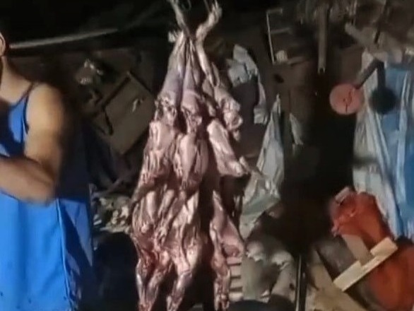 Denuncian matanza ilegal de vizcachas en San Jaime de la Frontera: la especie está protegida por ley