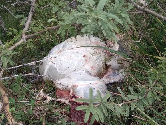 San Jaime de la Frontera: productora ganadera denunció otro ataque de cuatreros en su campo